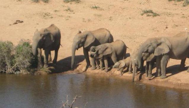Tour of Addo Elephant National Park