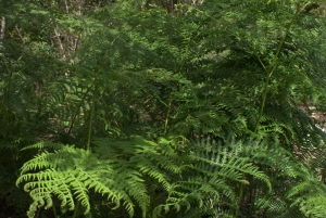 Tsitsikamma begeleide wandelingen