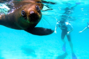 Tsitsikamma : Seal the Adventure Day Tour