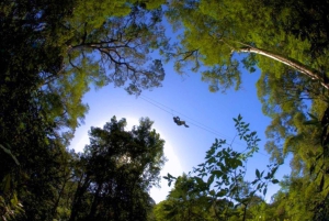 Tsitsikamma : Seal the Adventure Day Tour