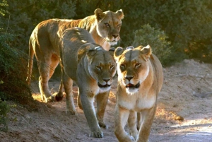 Besøk Port Elizabeth: Addo Elephant Park Wildlife Safari