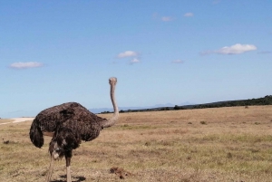 Besøk Port Elizabeth: Addo Elephant Park Wildlife Safari