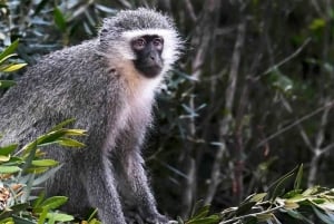 Besøk Port Elizabeth: Addo Elephant Park Wildlife Safari