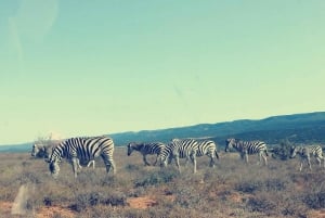 Visita Port Elizabeth :Addo Elephant Park Wildlife Safari