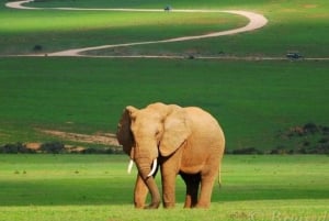 Visita Port Elizabeth :Addo Elephant Park Wildlife Safari