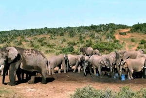 Visita Port Elizabeth :Addo Elephant Park Wildlife Safari