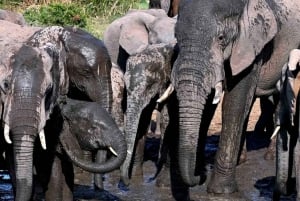 Visita Port Elizabeth :Addo Elephant Park Wildlife Safari