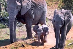 Visita Port Elizabeth :Addo Elephant Park Wildlife Safari