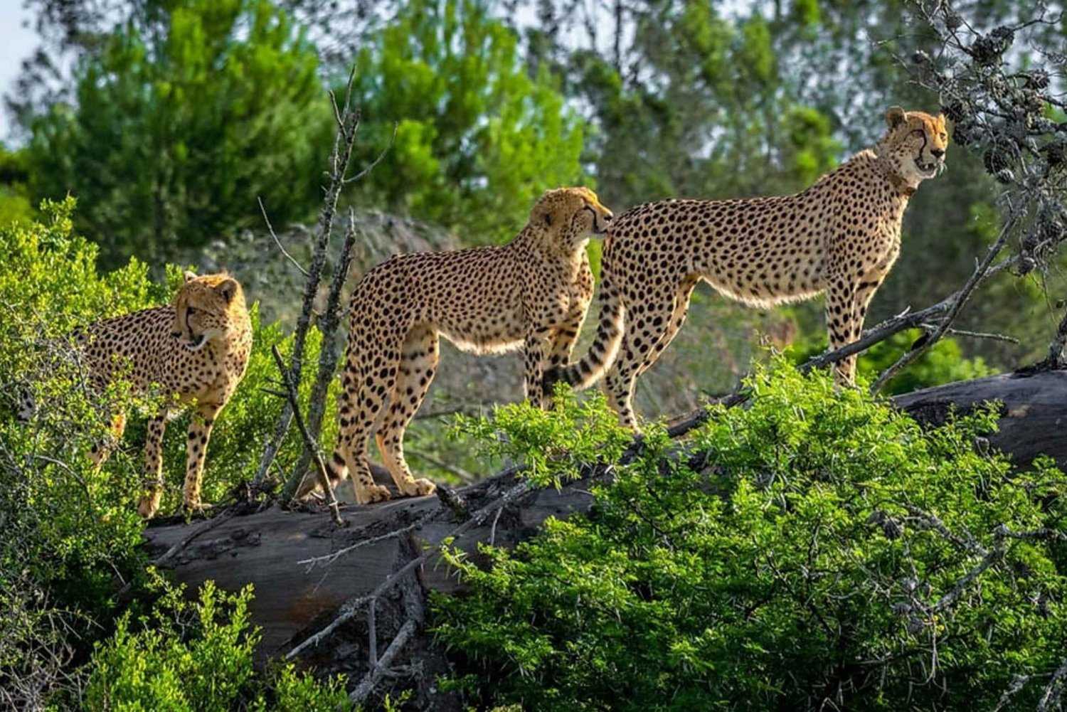 Visit Port Elizabeth: Amakhala Game Reserve Safari