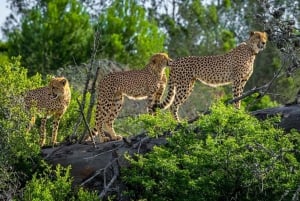 ポートエリザベスを訪問: アマカラ動物保護区サファリ