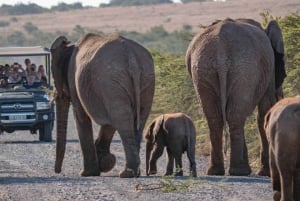 Besök Port Elizabeth: Safari i Amakhala Game Reserve