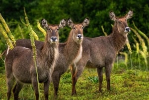 Visite Port Elizabeth: Safári na Reserva de Caça Amakhala