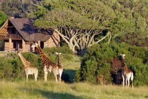 Vieraile Port Elizabethissa :Kragga Kamma Yksityinen villieläinsafari