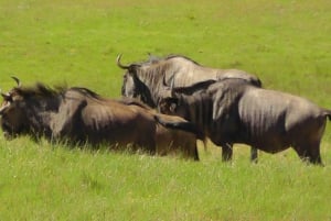 Vieraile Port Elizabethissa :Kragga Kamma Yksityinen villieläinsafari