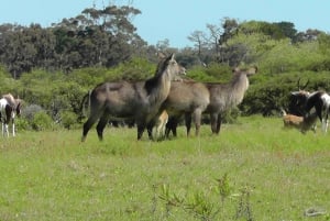 Vieraile Port Elizabethissa :Kragga Kamma Yksityinen villieläinsafari