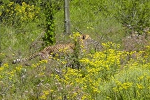 Vieraile Port Elizabethissa :Kragga Kamma Yksityinen villieläinsafari