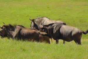 Vieraile Port Elizabethissa :Kragga Kamma Yksityinen villieläinsafari