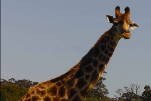 Vieraile Port Elizabethissa :Kragga Kamma Yksityinen villieläinsafari