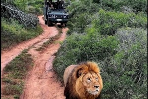 Schotia Safaris : Les meilleures rencontres avec la faune à Port Elizabeth