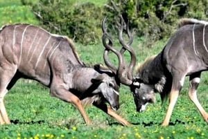 Schotia Safaris : Les meilleures rencontres avec la faune à Port Elizabeth
