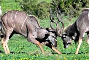 Visita Port Elizabeth: Safari nella foresta privata di Schotia