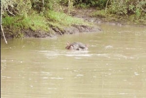 Visita Port Elizabeth: Safari nella foresta privata di Schotia