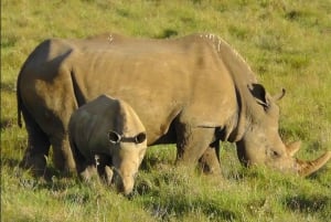 Visita Port Elizabeth: Safari nella foresta privata di Schotia