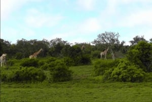 Visita Port Elizabeth: Safari nella foresta privata di Schotia