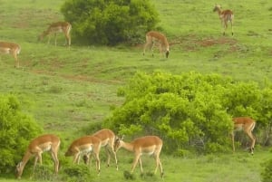 Visita Port Elizabeth: Safari nella foresta privata di Schotia