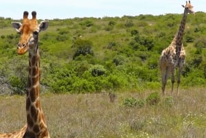 Visita Port Elizabeth: Safari nella foresta privata di Schotia