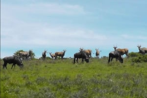 Visita Port Elizabeth: Safari nella foresta privata di Schotia