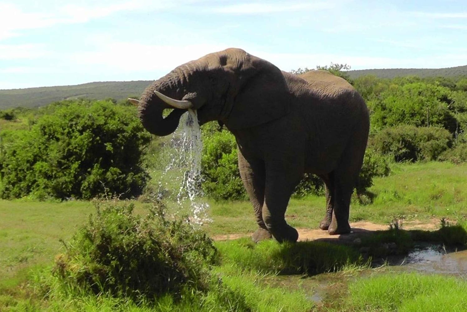 Wild Wonders: Giraffe Encounter & Schotia Safaris Tour