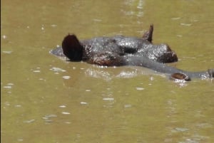 Wild Wonders: Giraffe Encounter & Schotia Safaris Tour