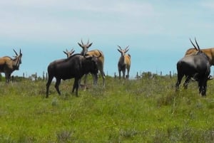 Wild Wonders: Giraffe Encounter & Schotia Safaris Tour