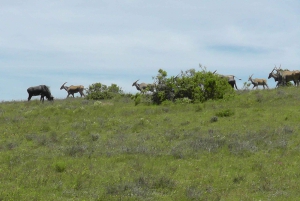 Wild Wonders: Giraffe Encounter & Schotia Safaris Tour