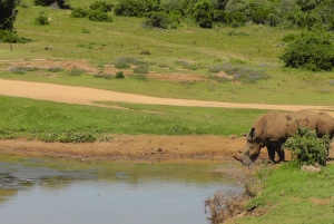 Wild Wonders: Giraffe Encounter & Schotia Safaris Tour