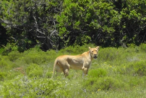 Wild Wonders: Giraffe Encounter & Schotia Safaris Tour