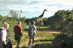 Wild Wonders: Giraffe Encounter & Schotia Safaris Tour