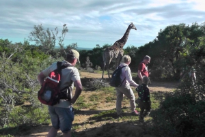 Wild Wonders: Giraffe Encounter & Schotia Safaris Tour