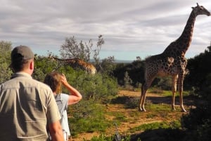 Wild Wonders: Giraffe Encounter & Schotia Safaris Tour
