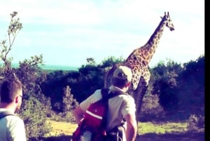 Wild Wonders: Giraffe Encounter & Schotia Safaris Tour