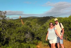 Wild Wonders: Giraffe Encounter & Schotia Safaris Tour