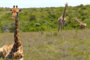 Wild Wonders: Giraffe Encounter & Schotia Safaris Tour