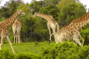 Wild Wonders: Giraffe Encounter & Schotia Safaris Tour
