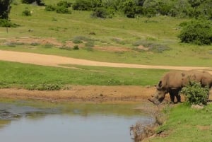 Wild Wonders: Giraffe Encounter & Schotia Safaris Tour