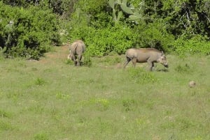 Wild Wonders: Giraffe Encounter & Schotia Safaris Tour