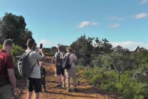 Wild Wonders: Giraffe Encounter & Schotia Safaris Tour