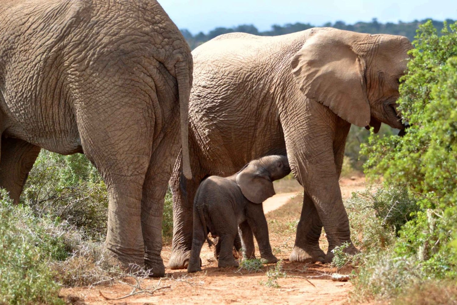 Addo-Elephant-National-Park-Safari