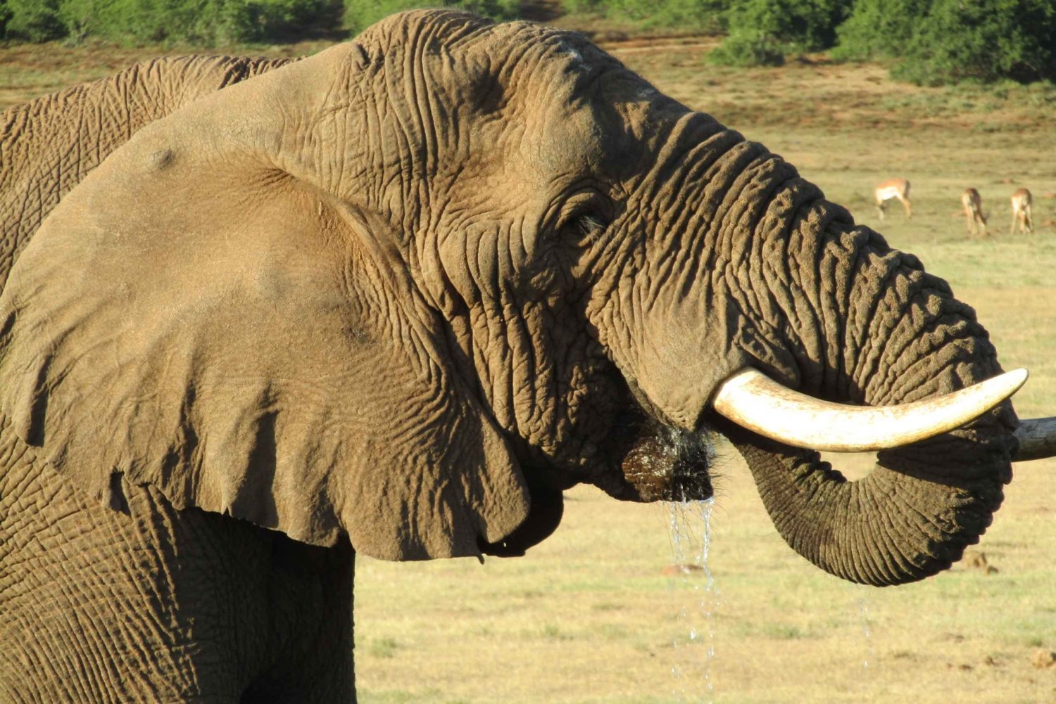 Premium Addo Elephant National Park Safari