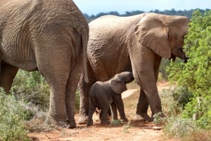 Premium Addo Elephant National Park Safari